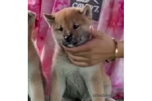 成約済の三重県の柴犬-194415の1枚目